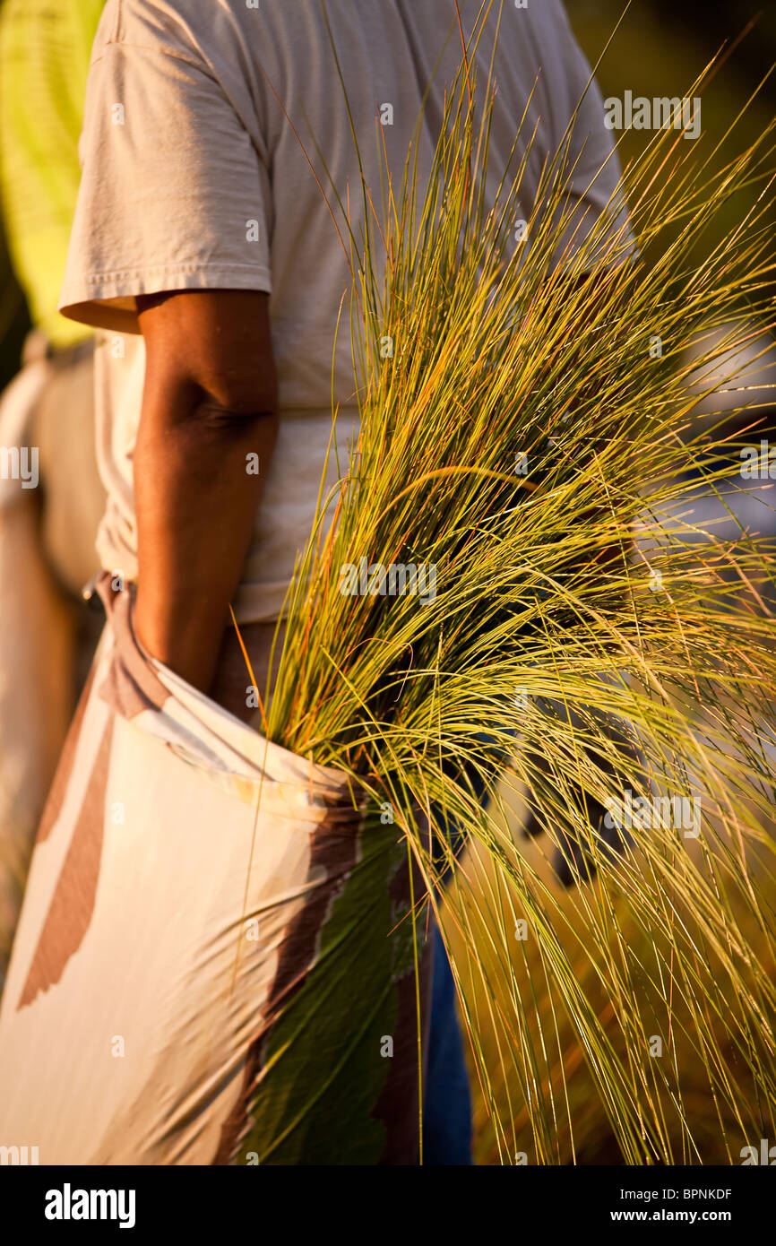 A Gullah sweet grass basket weaver harvests sweet grass to prepare for traditional baskets in