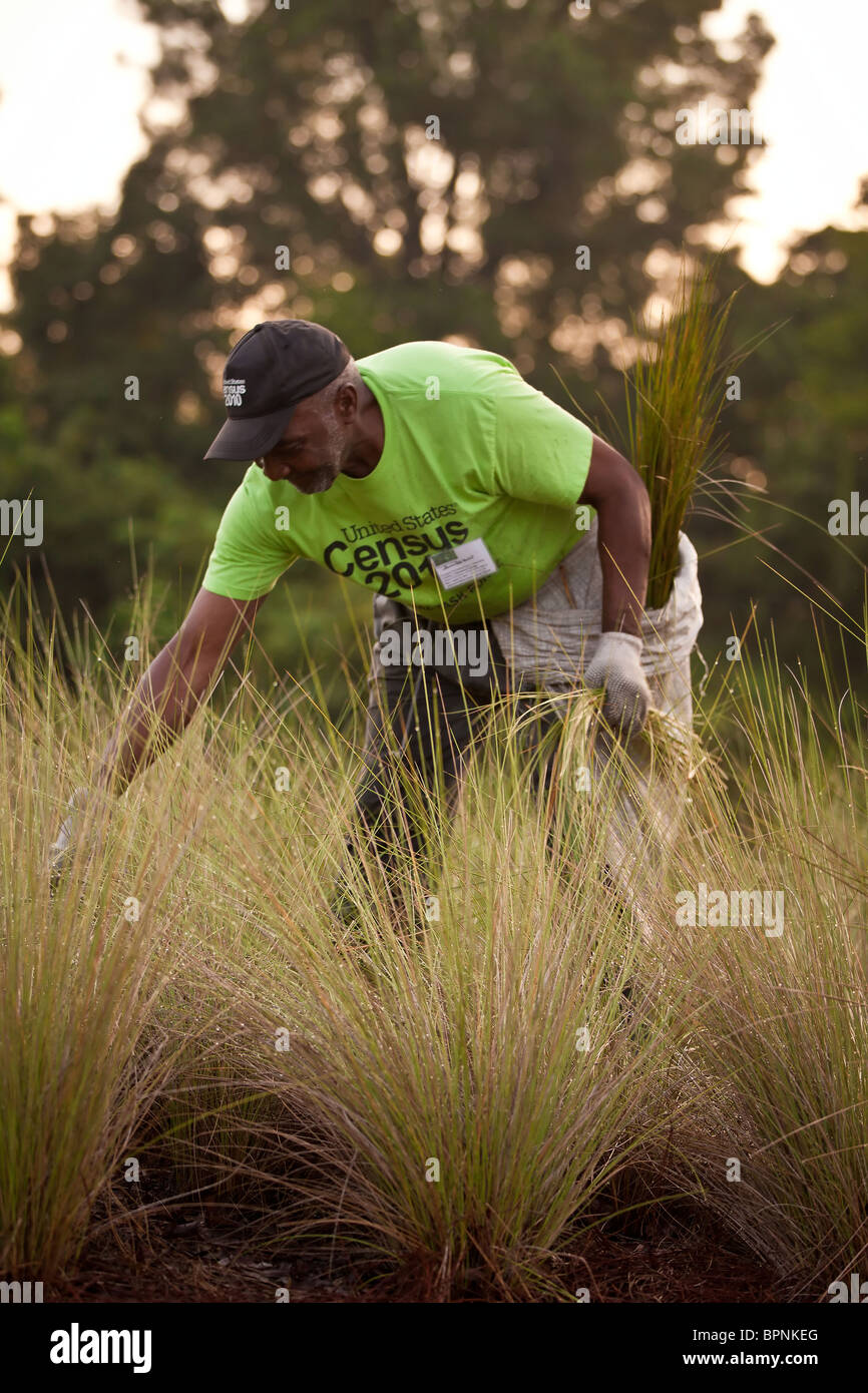 A Gullah sweet grass basket weaver harvests sweet grass to prepare for traditional baskets in