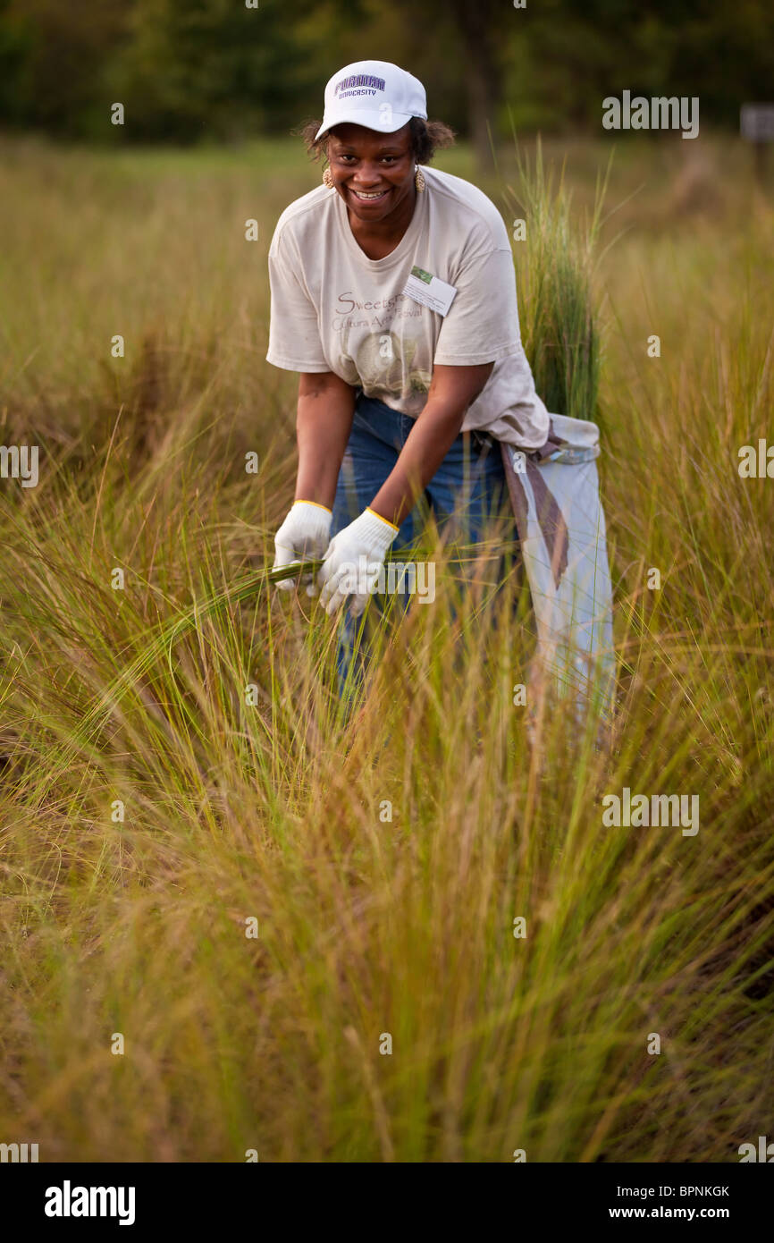 A Gullah sweet grass basket weaver harvests sweet grass to prepare for