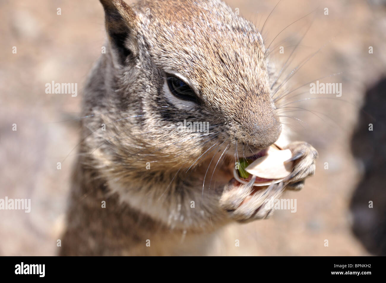 Squirrel eating pistachio nut Stock Photo Alamy