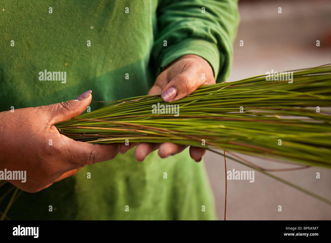 A Gullah sweet grass basket weaver harvests sweet grass to prepare for traditional baskets in