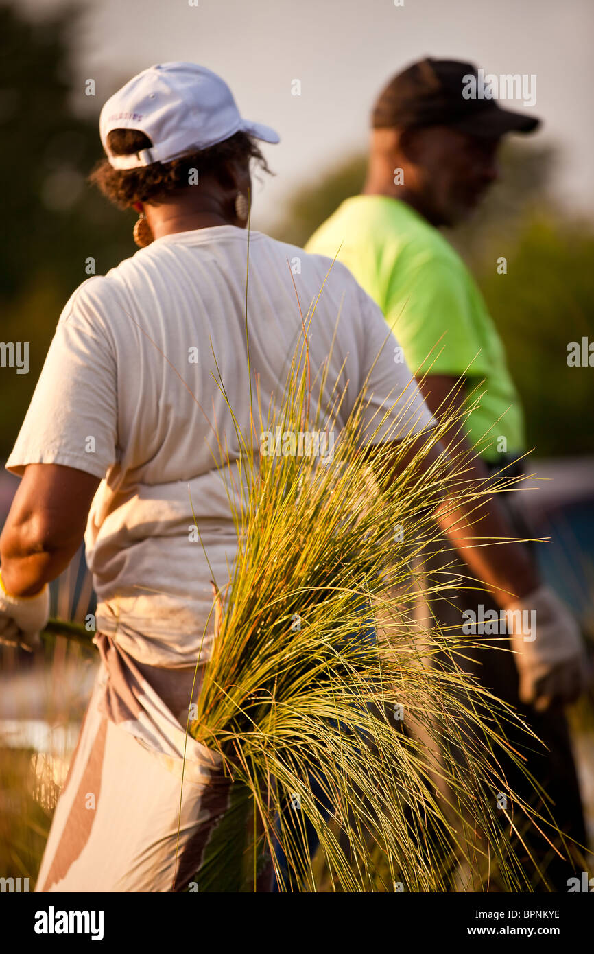 A Gullah sweet grass basket weaver harvests sweet grass to prepare for