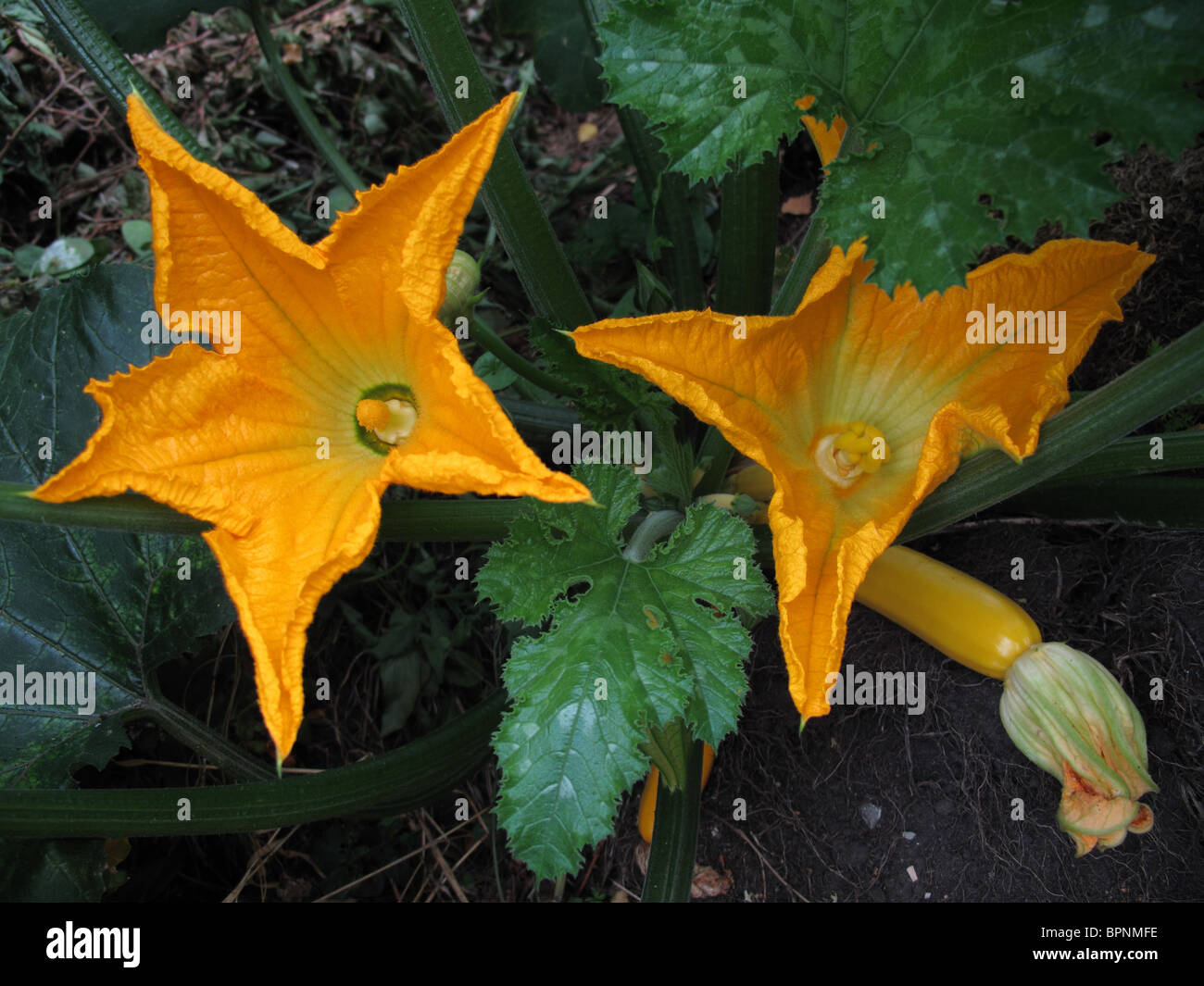 Yellow courgette flowers and fruit Stock Photo Alamy