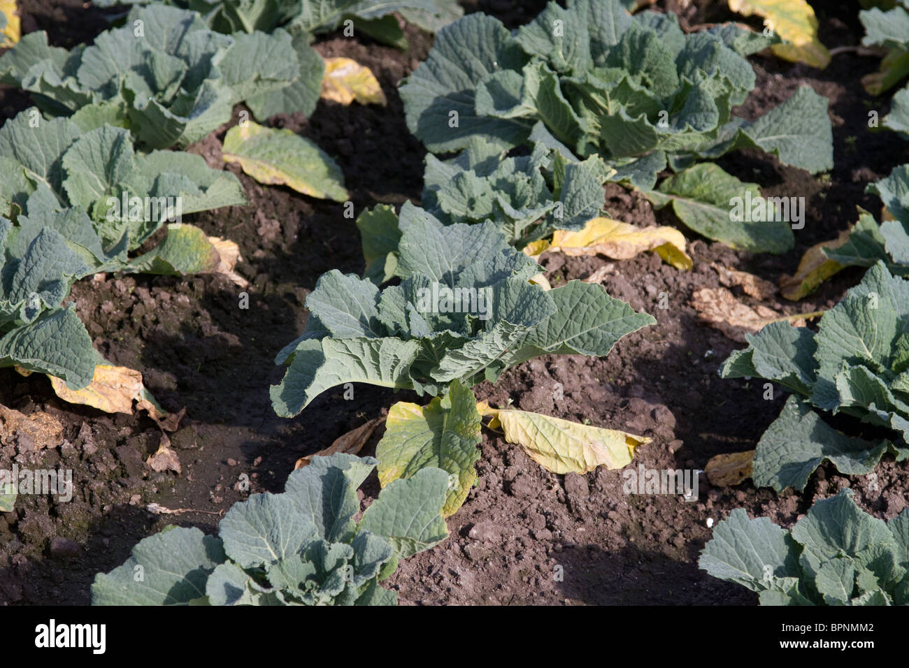 Savoy Cabbage showing signs of Disease   Club Root or Phytomyxea. Stock Photo