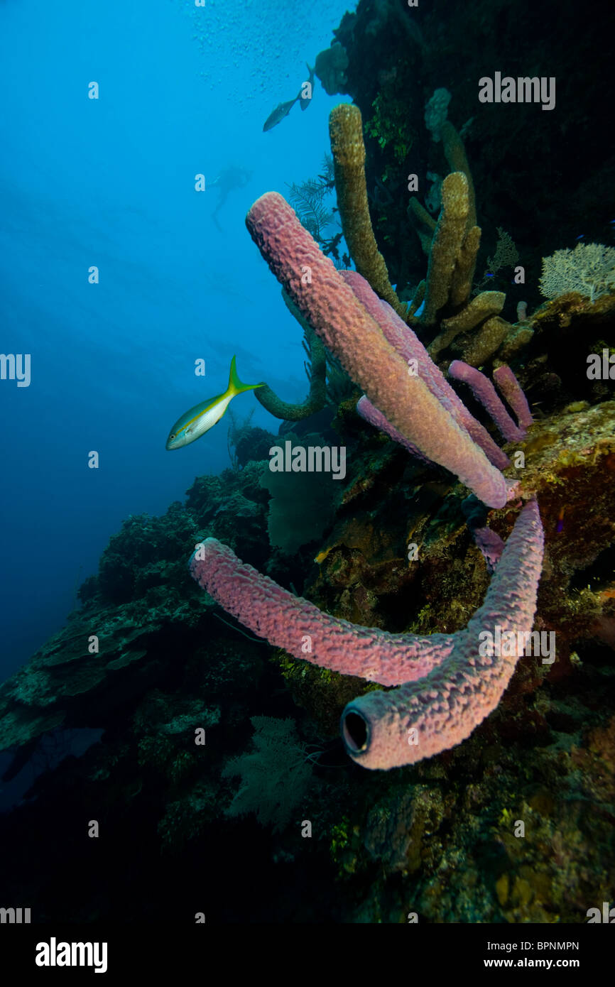 Yellowtail Snapper, Branching Vase Sponge , Caribbean Scuba Diving