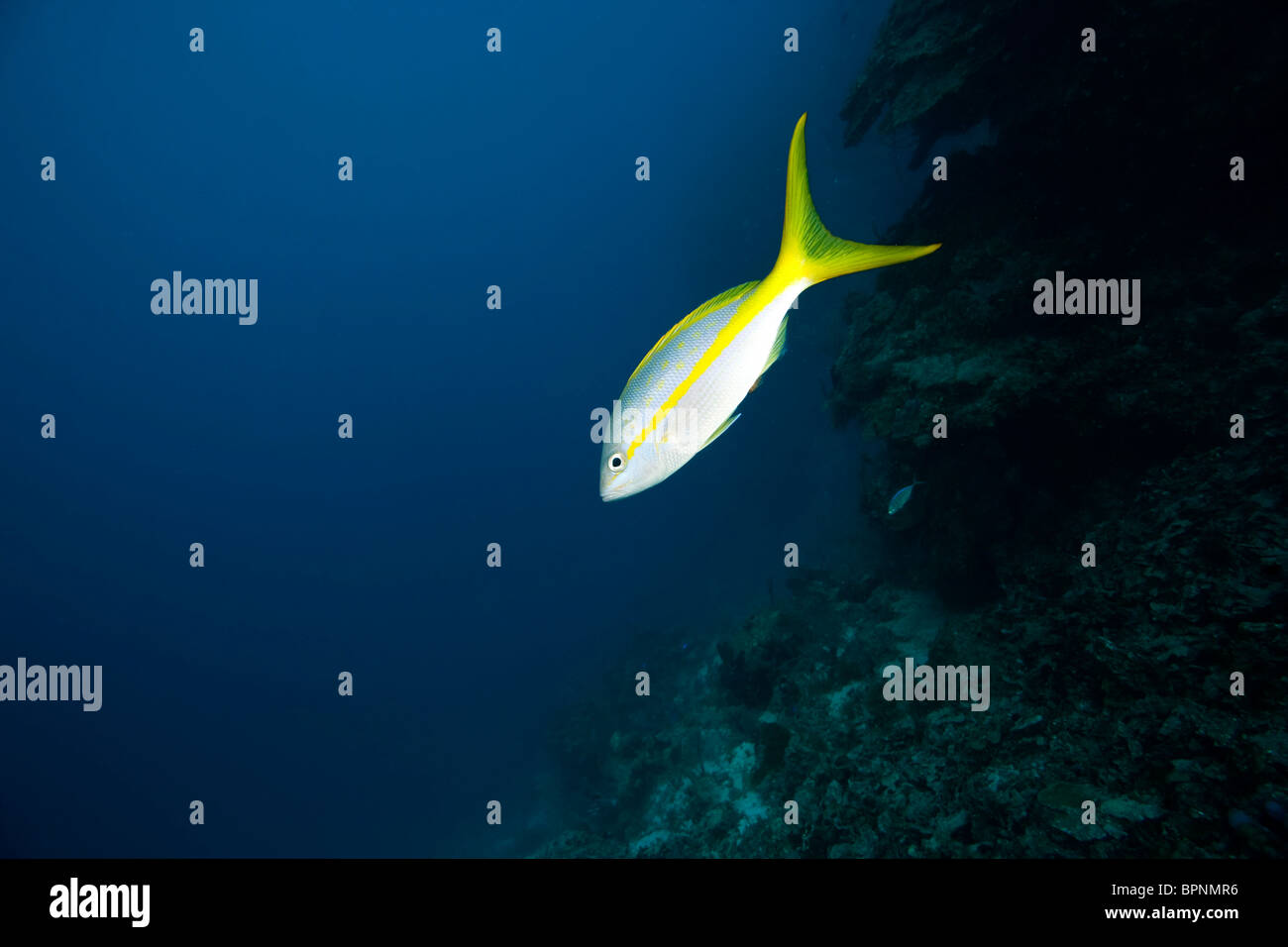 Yellowtail Snapper, Caribbean Scuba Diving, Roatan, Bay Islands