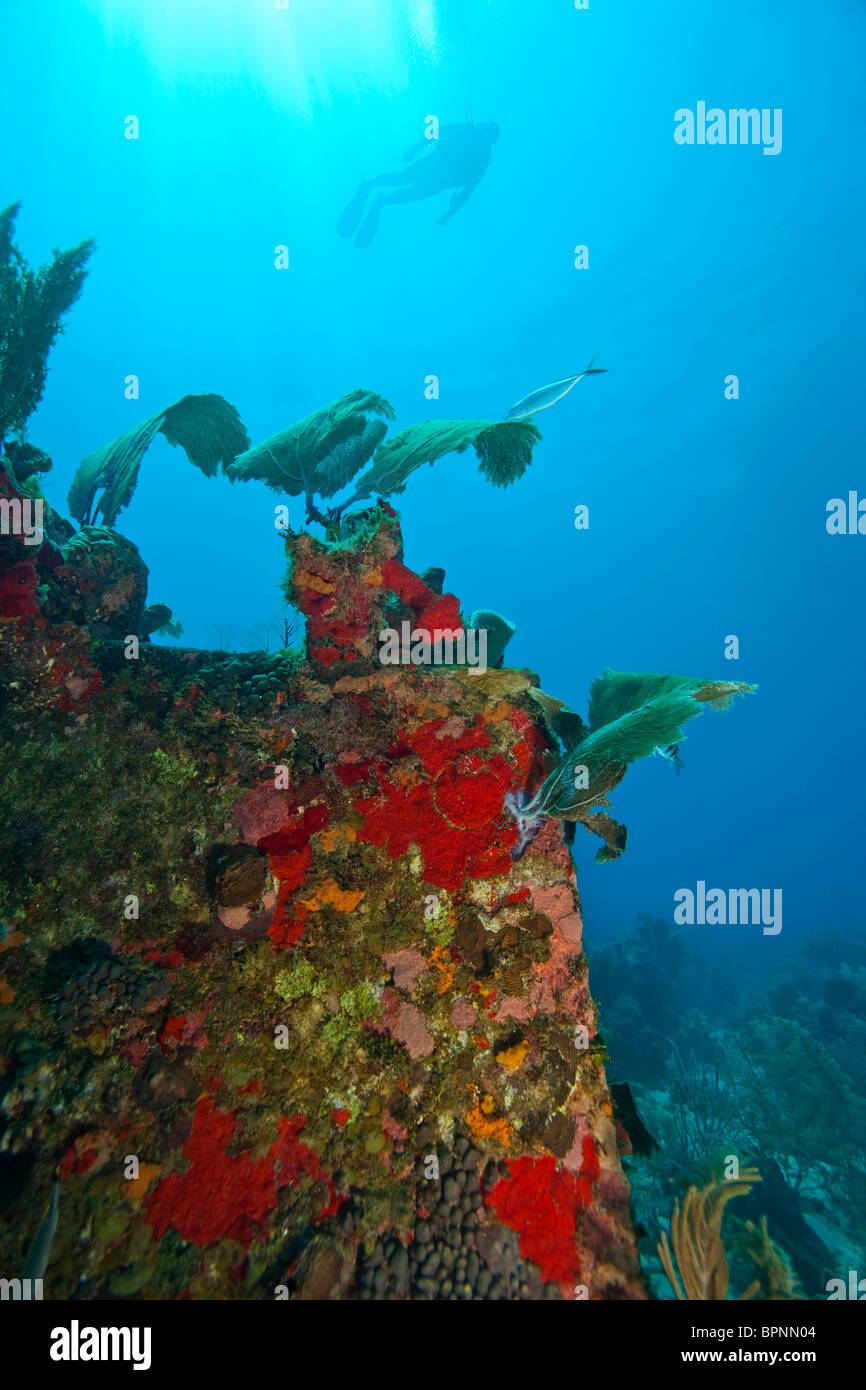 male scuba diver, Roatan marine park, Caribbean Scuba Diving, Roatan ...