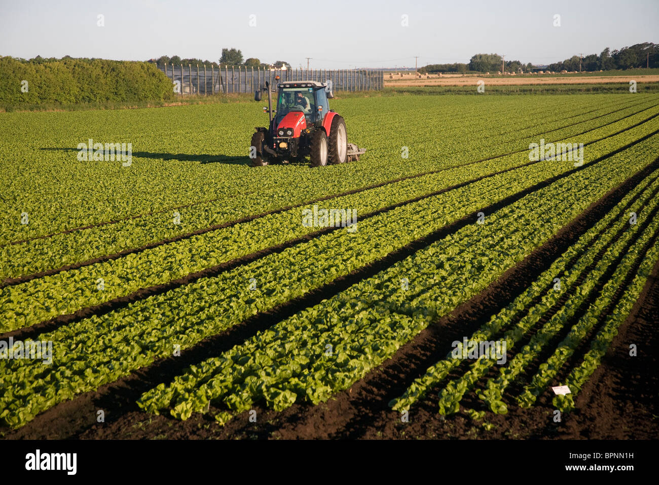 Agricultural machinery a Massey Ferguson Tractor dragging a dammer  Growing lettuce in Tarleton, West Lancashire, UK Stock Photo
