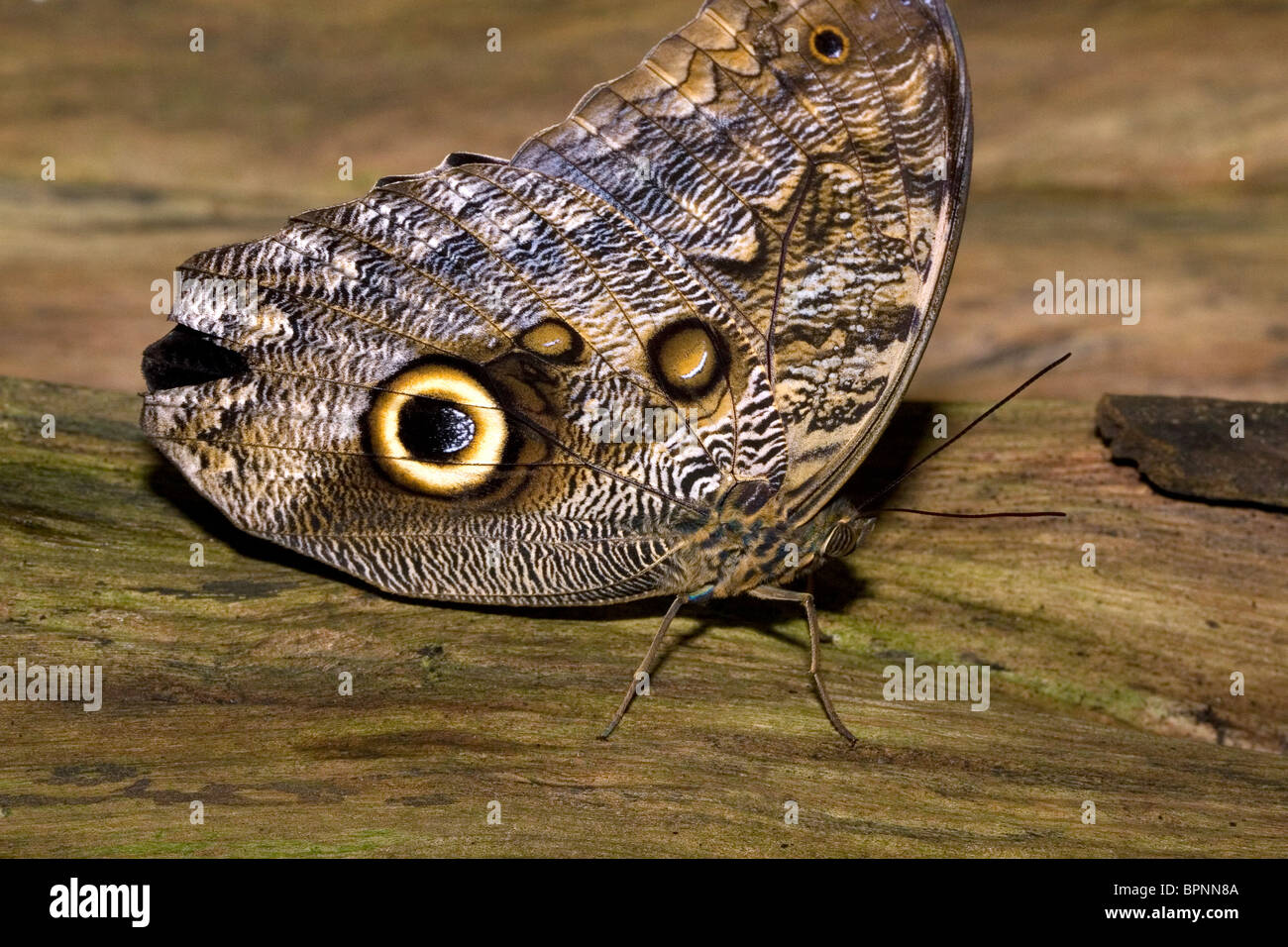 Owl butterfly in the Veragua Rainforest near Limon, Costa Rica. Stock Photo