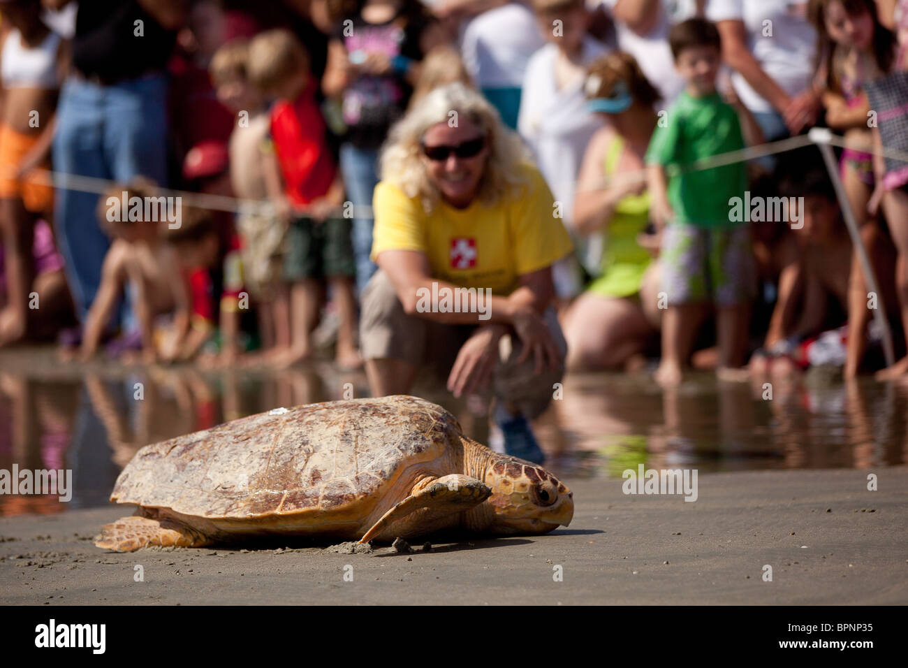 A rehabilitated loggerhead sea turtle released back to the ocean by the Turtle Rescue Team on the Isle of Palms, SC Stock Photo