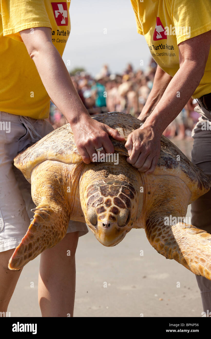 A rehabilitated loggerhead sea turtle released back to the ocean by the Turtle Rescue Team on the Isle of Palms, SC Stock Photo