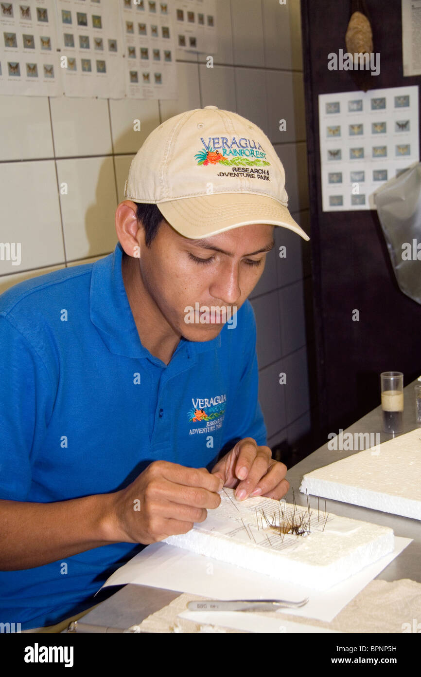 Entomologist drying insect specimens at the Veragua Rainforest Research and Adventure Park near Limon, Costa Rica. Stock Photo