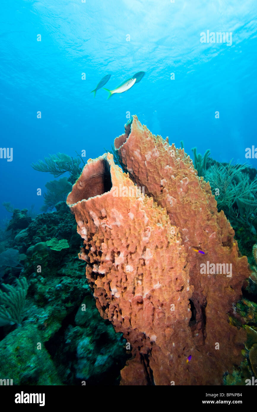 Giant Barrel Sponges , Roatan marine park, Caribbean Scuba Diving