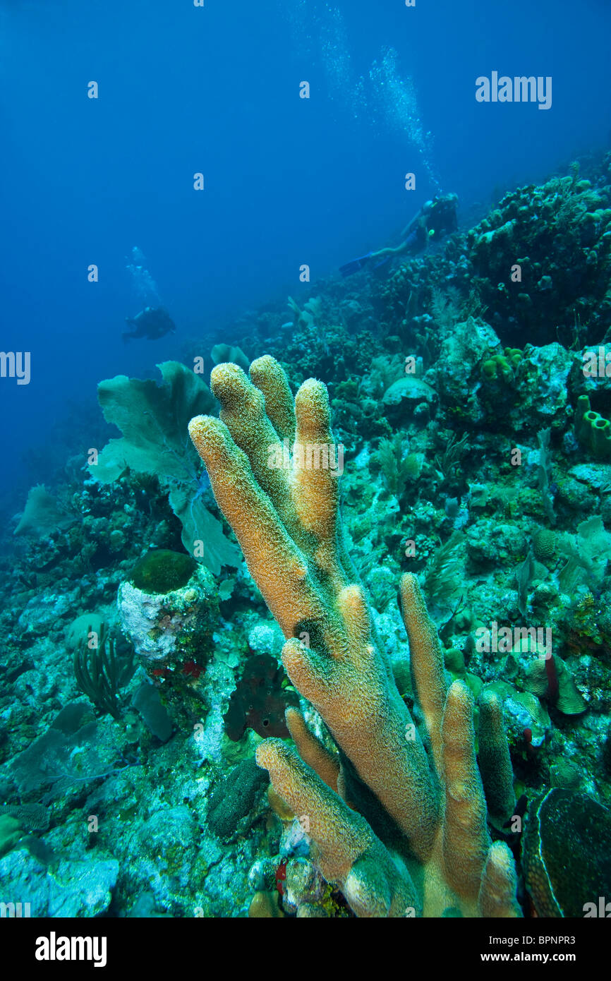 divers and pristine coral reef, Utila, Bay Islands, Honduras, Central