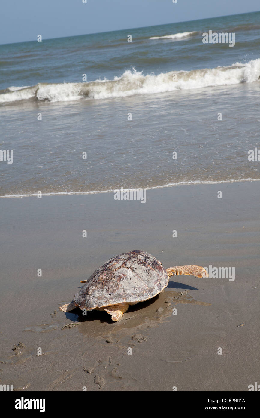 A rehabilitated loggerhead sea turtle released back to the ocean by the ...