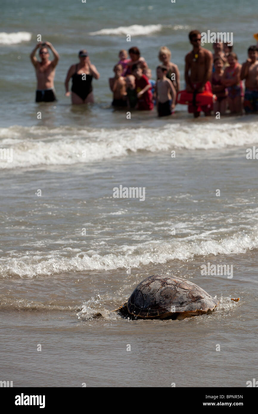 A rehabilitated loggerhead sea turtle released back to the ocean by the ...