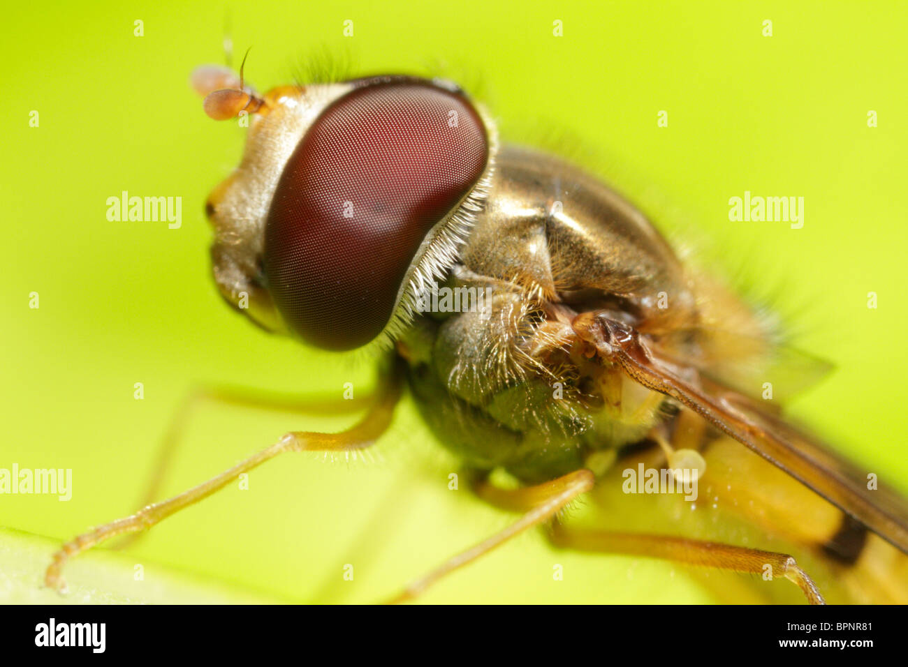 Episyrphus balteatus, the marmelade or marmalade hoverfly Stock Photo
