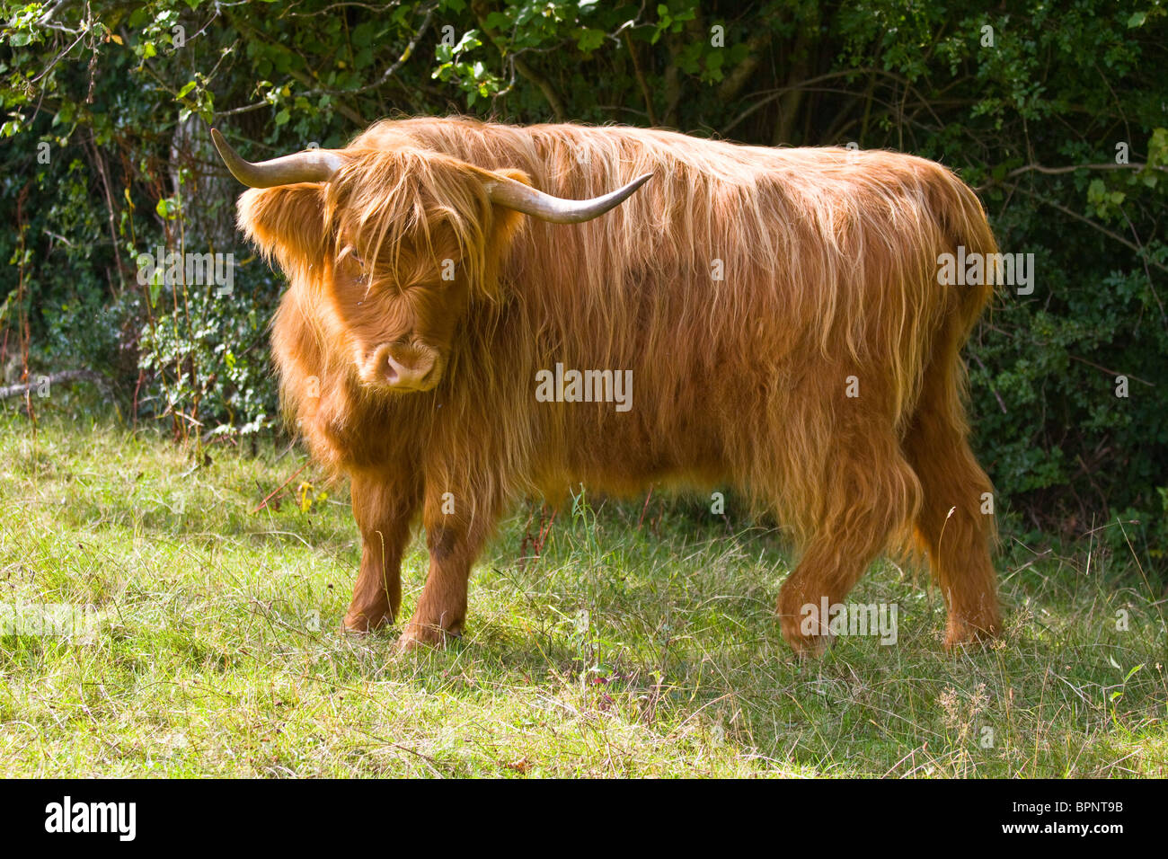 Highland long horned cattle Stock Photo