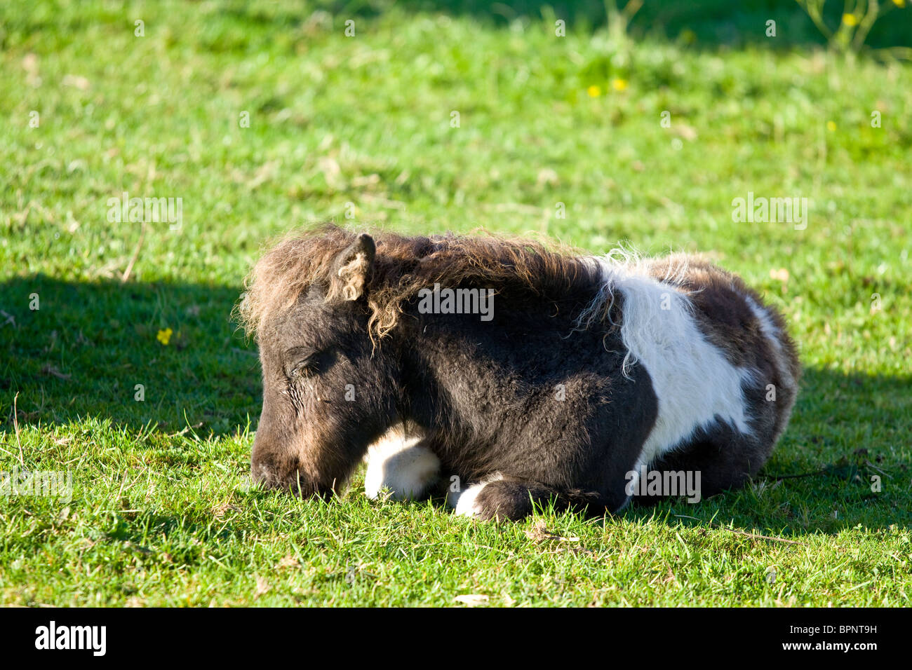 Skewbald pony foal sleeping in field Stock Photo