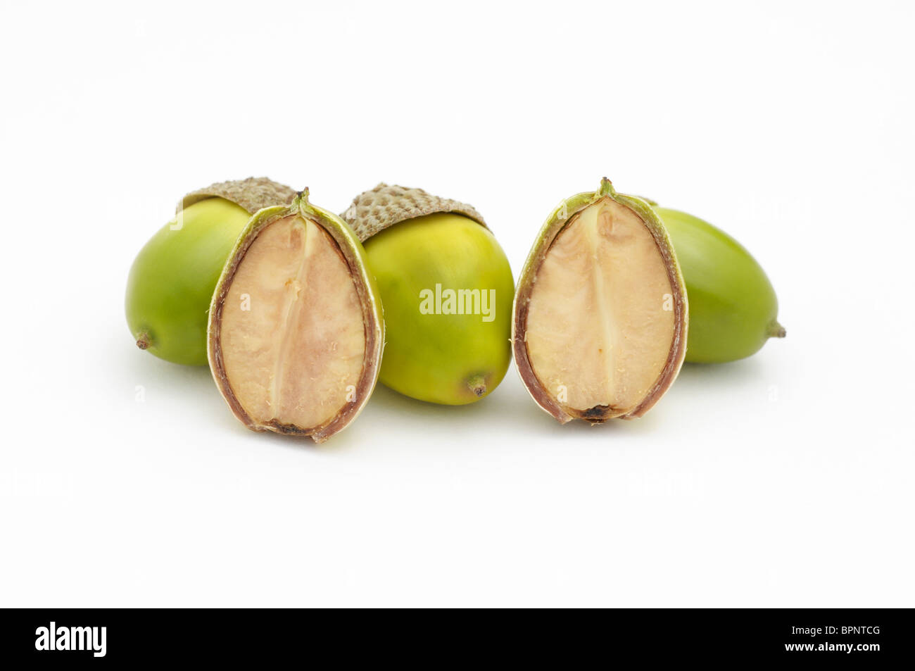 Acorns from chestnut oak.. One of the acorns has been cut in half to reveal  the inside of the seed Stock Photo - Alamy