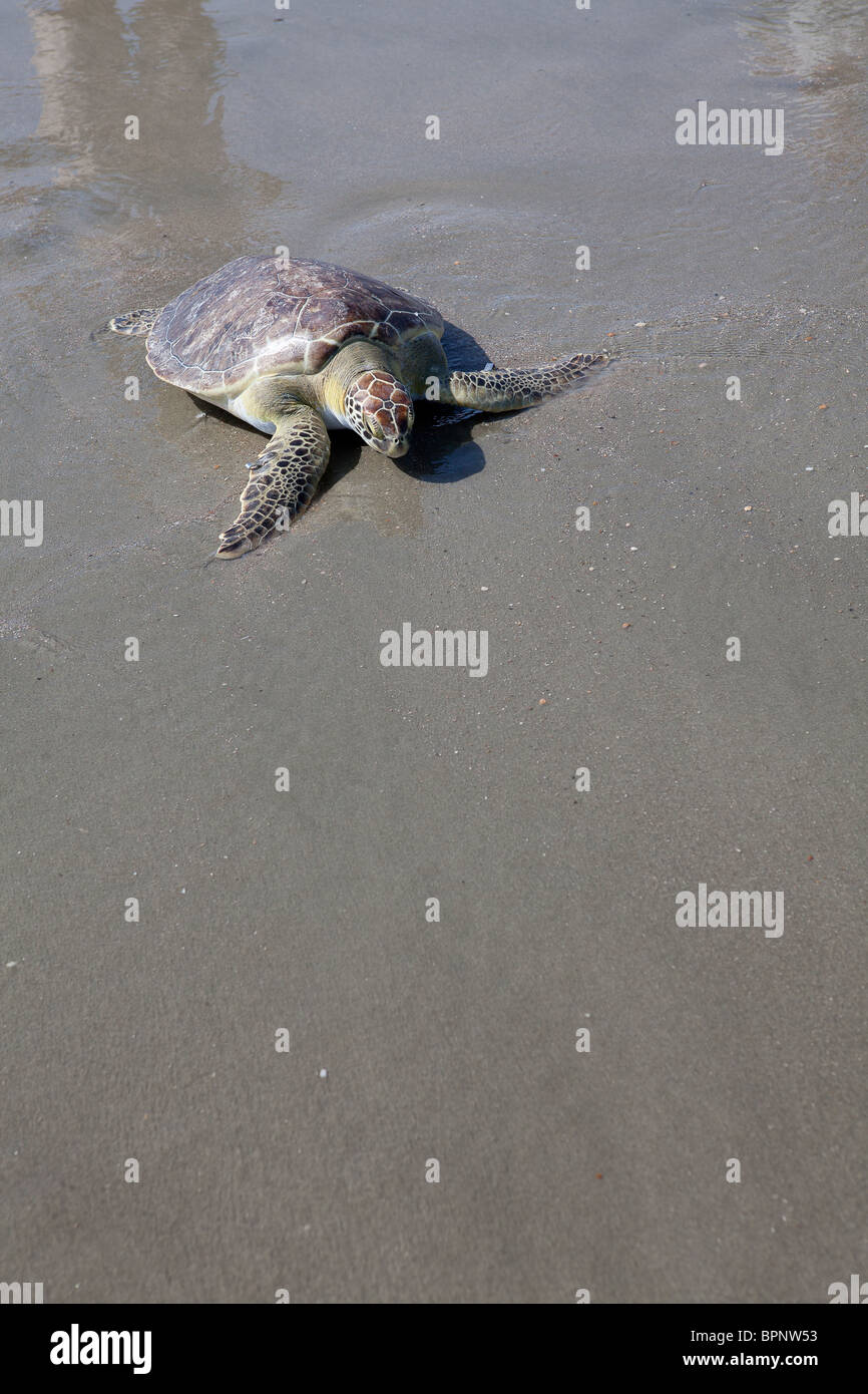 A rehabilitated green sea turtle released back to the ocean by the ...