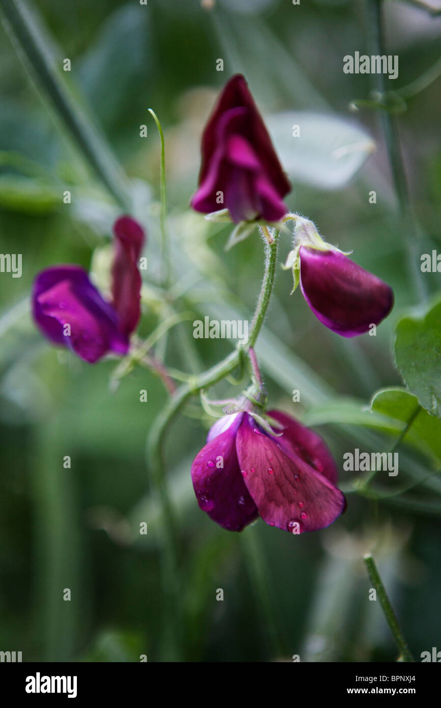A close up of fully bloomed purple sweet peas growing in a garden. Stock Photo