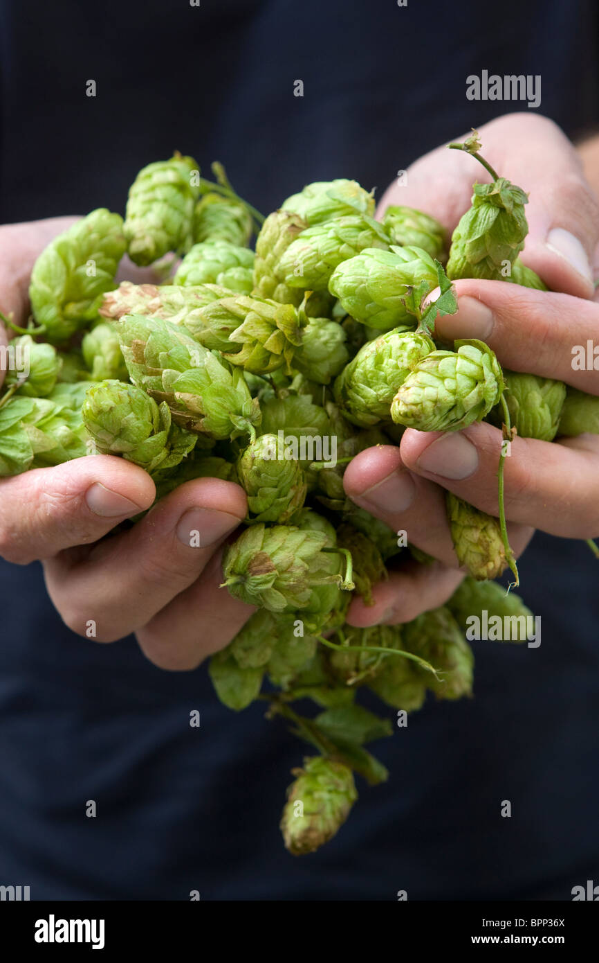 Close-up of a brewer holding freshly picked hops in both hands. Stock Photo