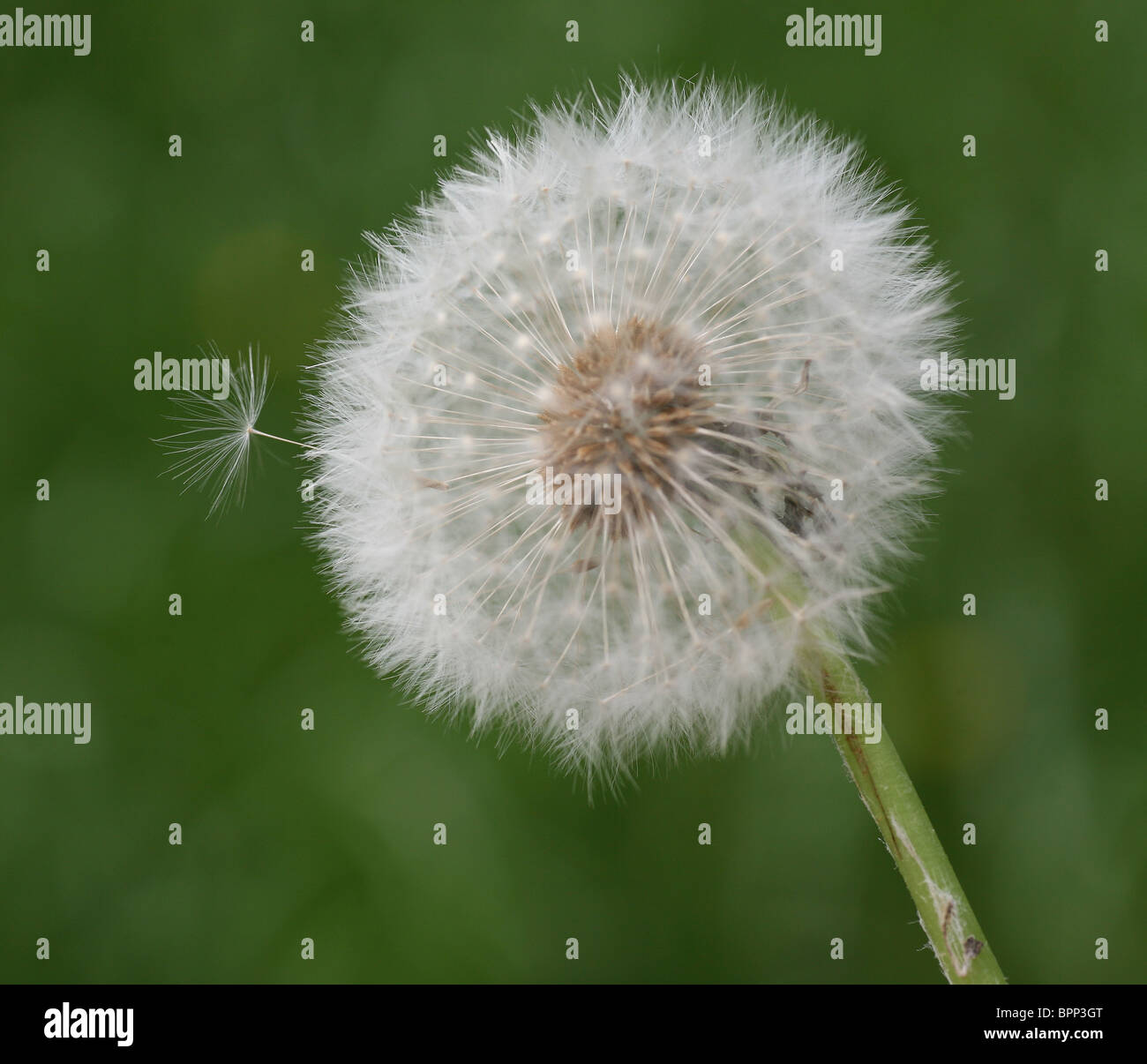 A dandelion (Taraxacum officinale) clock Stock Photo