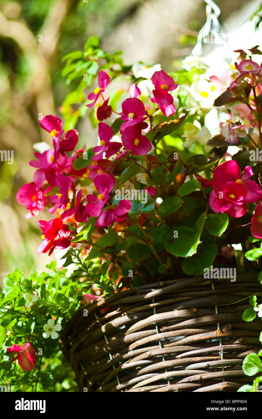 red begonias in hanging basket Stock Photo