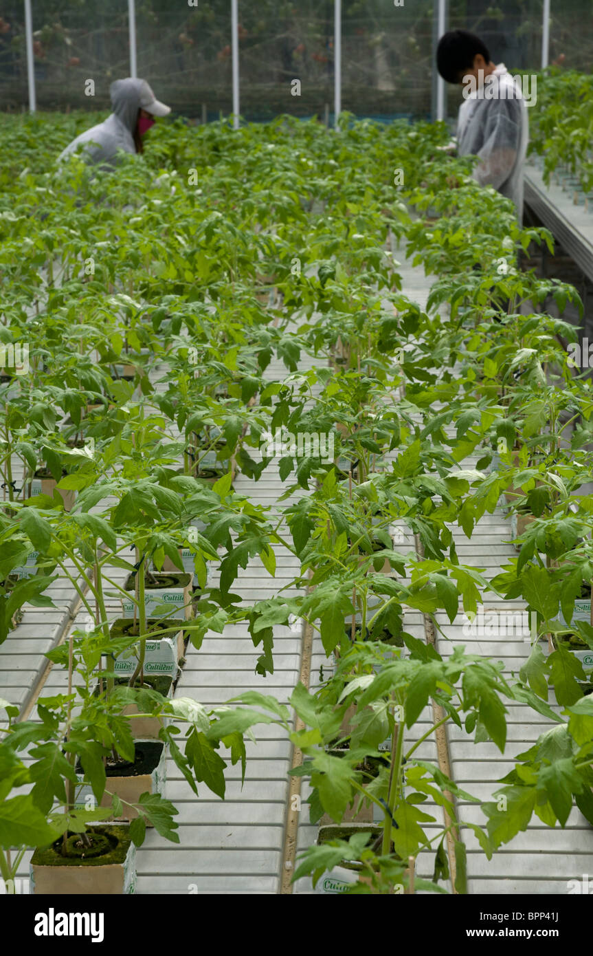 Transplanting tomato seedlings at a hydroponic tomato farm near Swan Hill in Victoria Australia Stock Photo