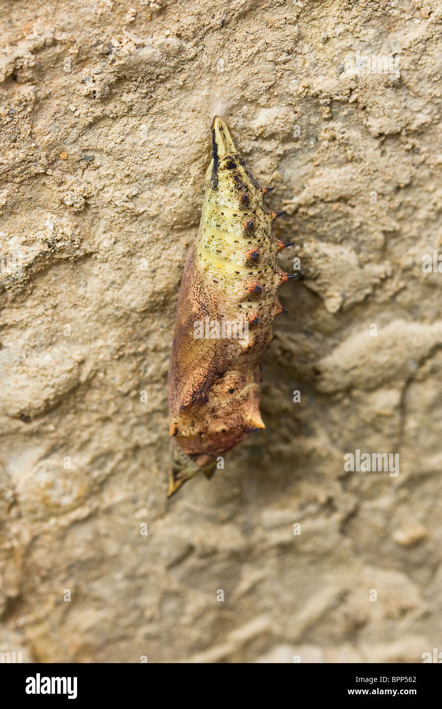 Peacock butterfly (Inachis io) chrysalis under limestone rock. Stock Photo