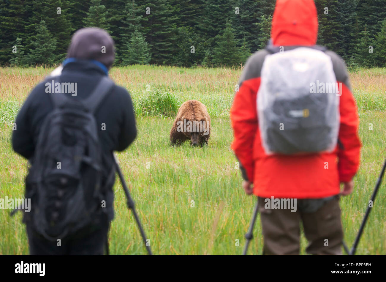 Photo tour group photographs a Brown or Grizzly Bear, Lake Clark National Park, Alaska. Stock Photo