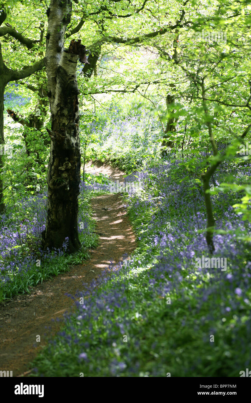 Common Bluebells (Hyacinthoides non-scripta) with a footpath through an English wood with Beech fagus trees leaves green spring Stock Photo