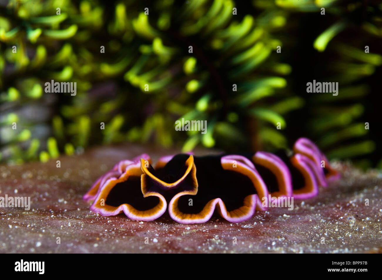 Brightly coloured flatworm, Komodo National Park, Nusa Tenggara, Indonesia. Stock Photo