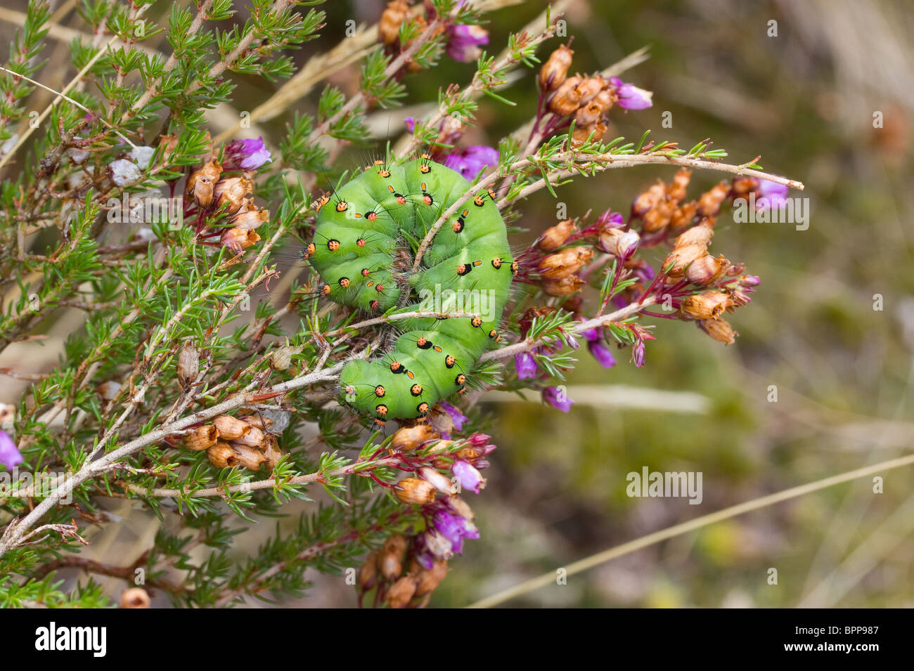 Emperor moth caterpillar (Saturnia pavonia) on heather Stock Photo - Alamy