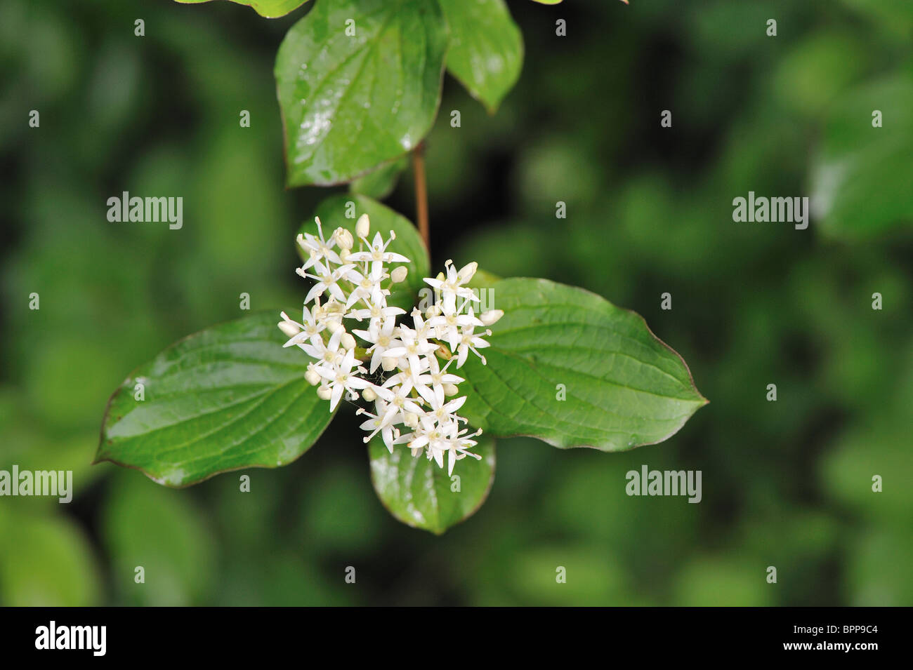 Bloodtwig dogwood (Cornus sanguinea) flowering at spring Stock Photo