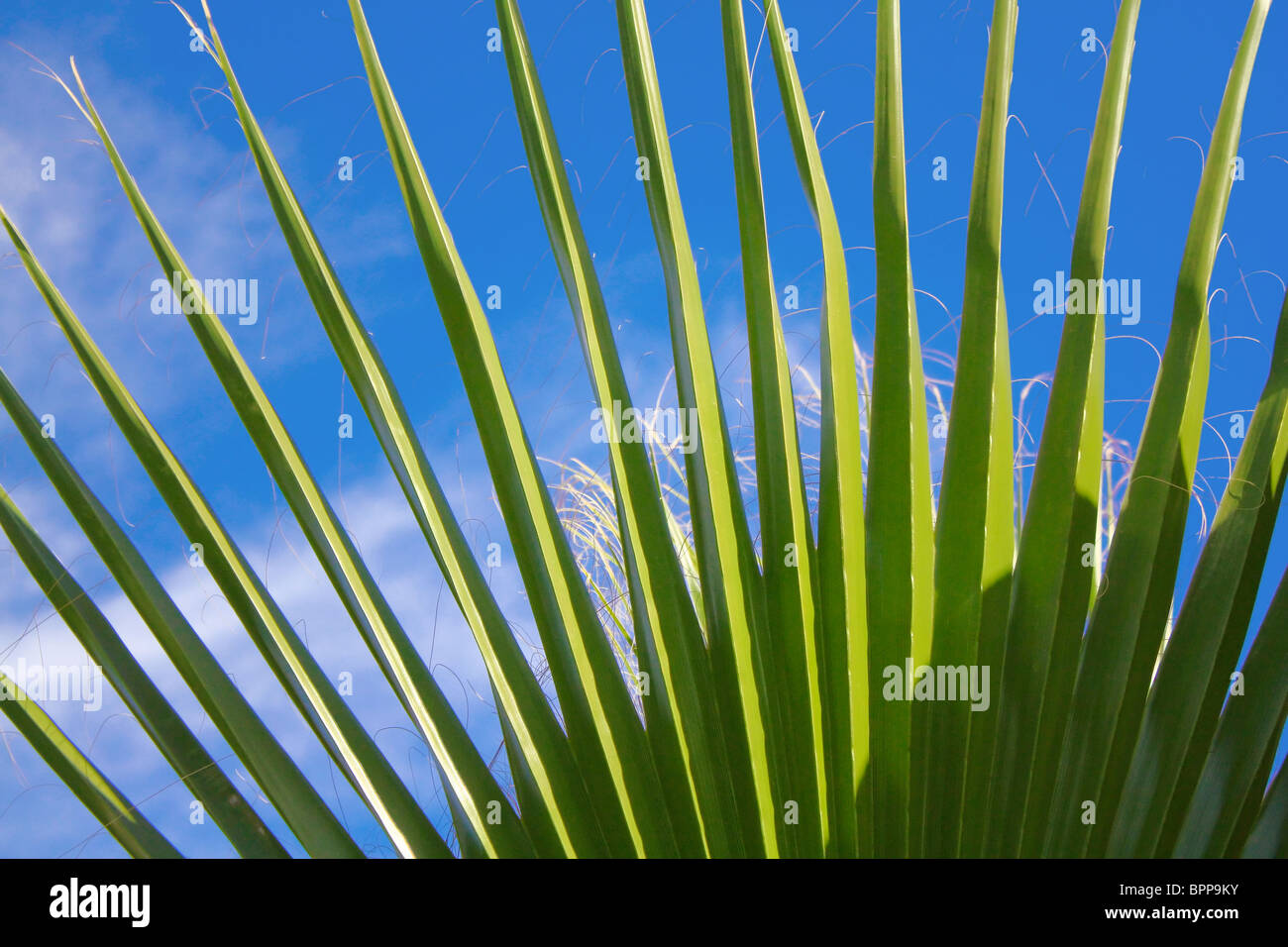 palm leaf Stock Photo