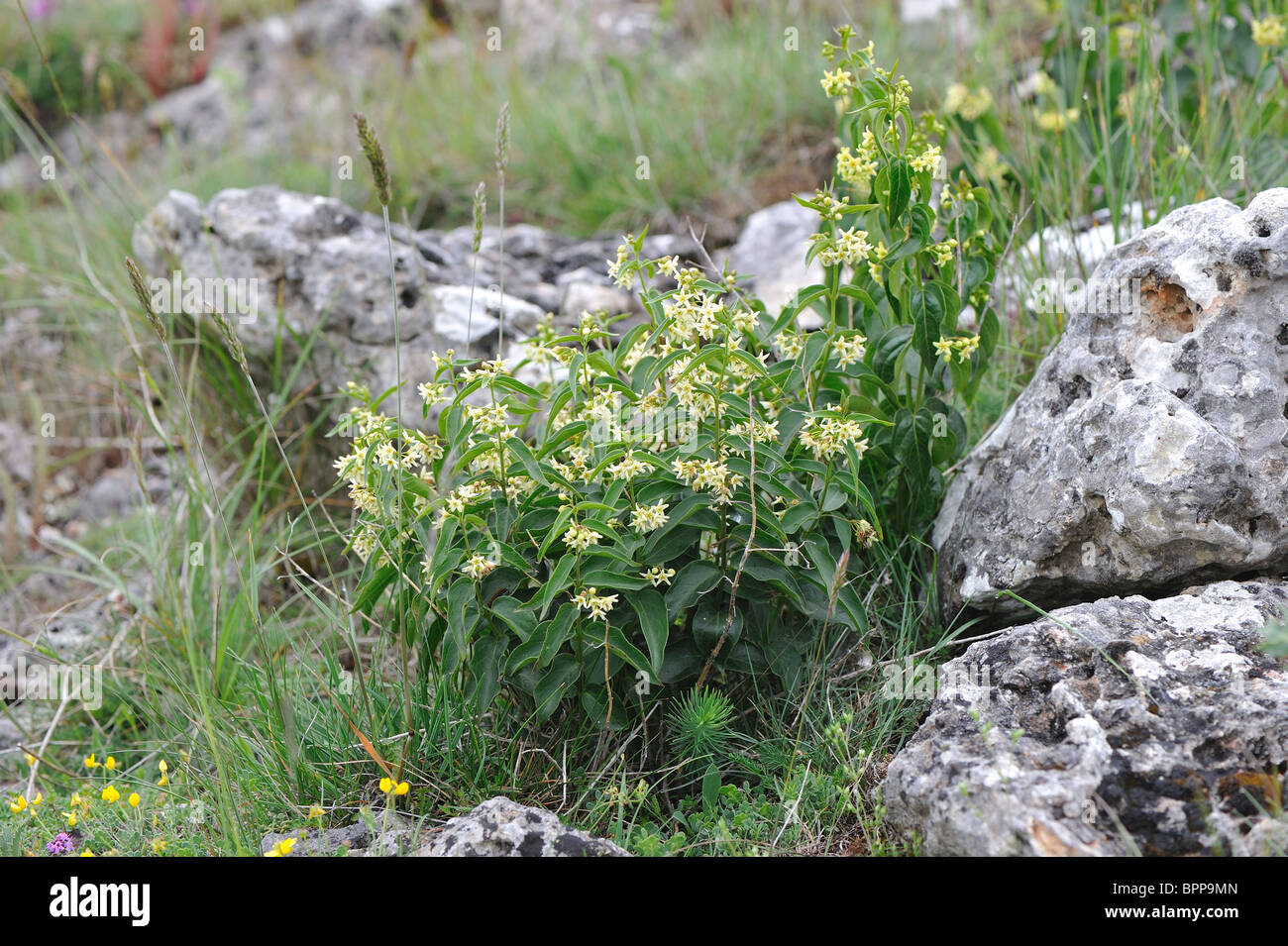 White swallow-wort (Vincetoxicum officinale - Vincetoxicum hirundinaria) flowering at spring - Cevennes - France Stock Photo