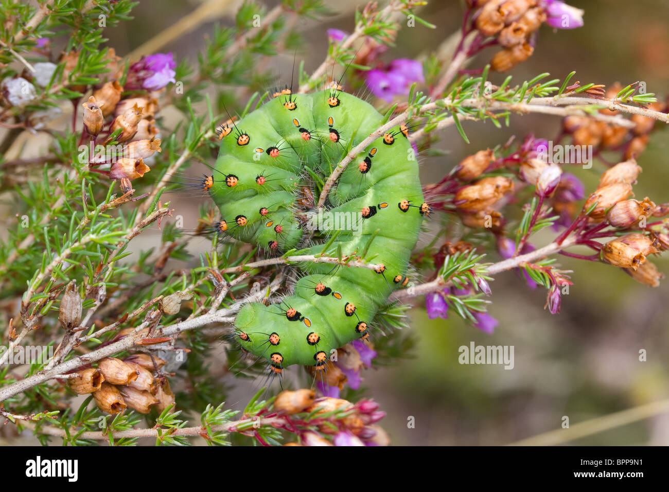 Emperor moth caterpillar (Saturnia pavonia). Dorset, UK Stock Photo - Alamy