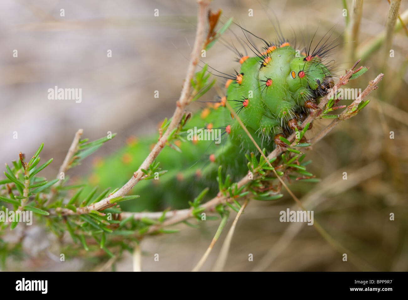 Emperor moth caterpillar (Saturnia pavonia). Dorset, UK Stock Photo - Alamy