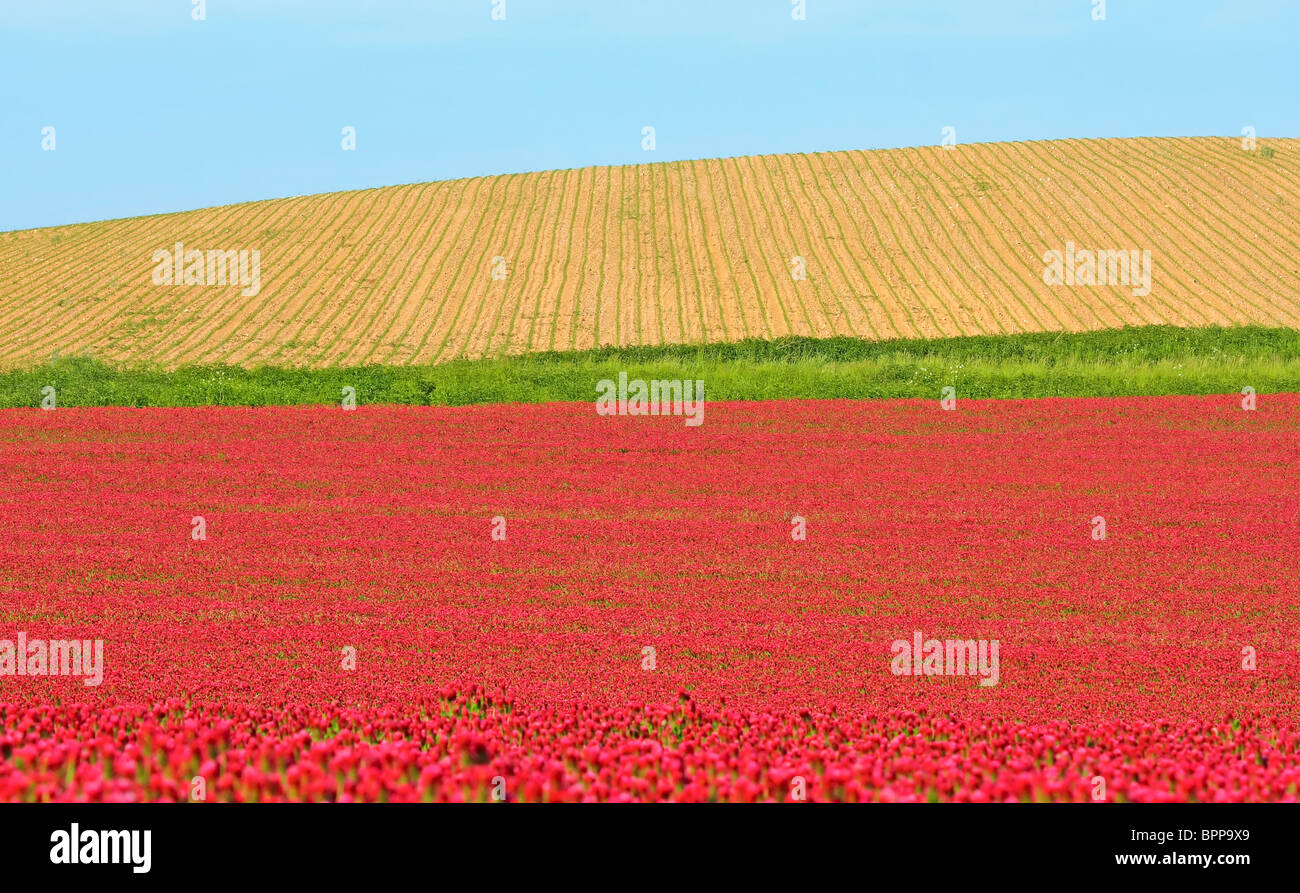 red clover field Stock Photo Alamy