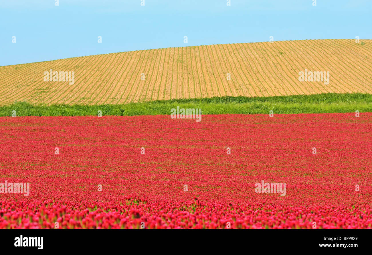 red clover field Stock Photo