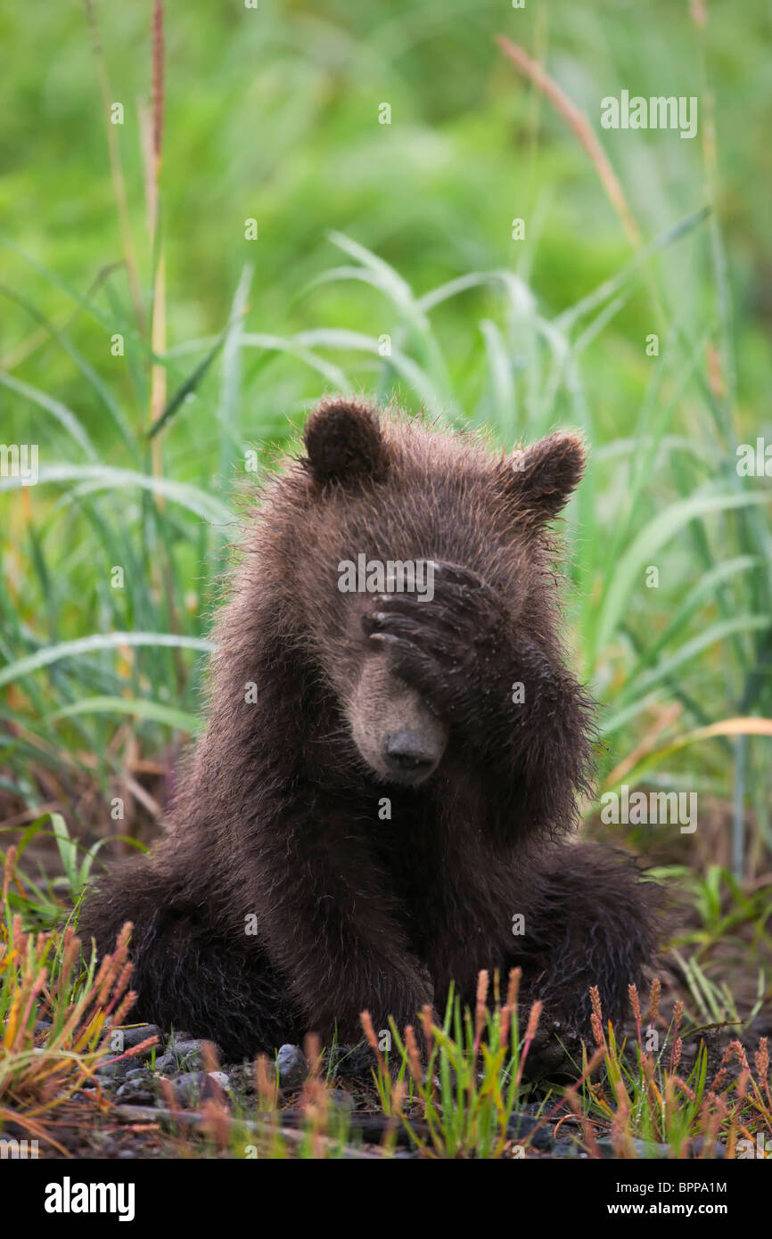 A Brown or Grizzly Bear spring - A Brown Or Grizzly Bear Spring Cub Lake Clark National Park Alaska BPPA1M 