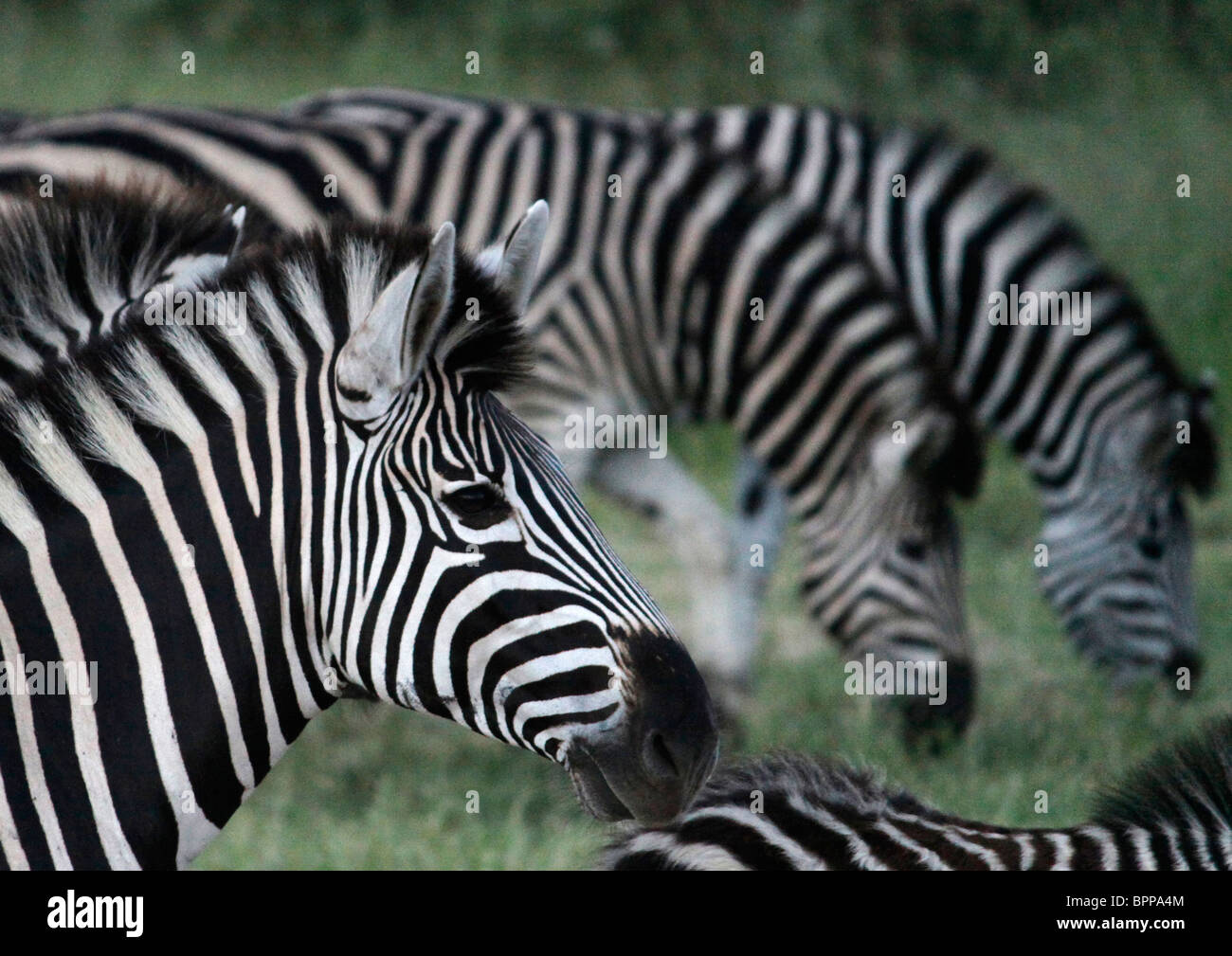 Group of wild Burchell's zebras in Kruger South Africa Stock Photo Alamy