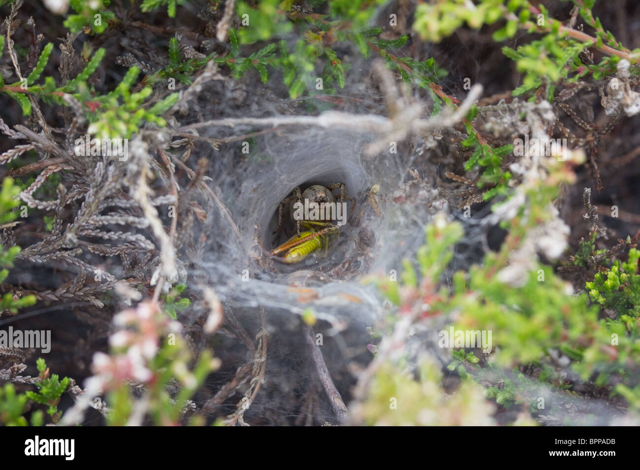Grass funnel weaver spider (Agelena labyrinthica) with grasshopper prey. Stock Photo
