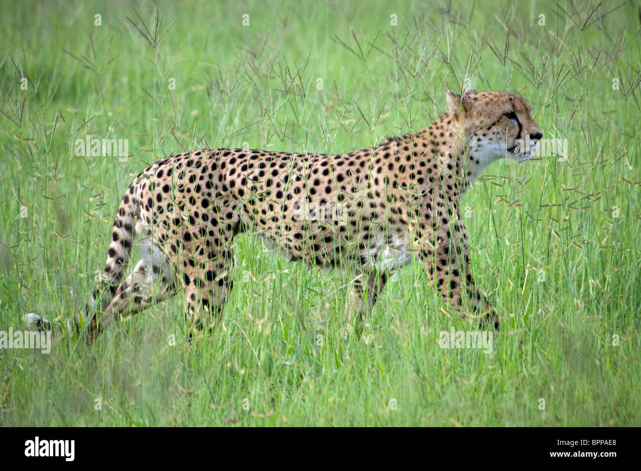 Cheetah stalking in prairie grass in Sabi Sand Stock Photo