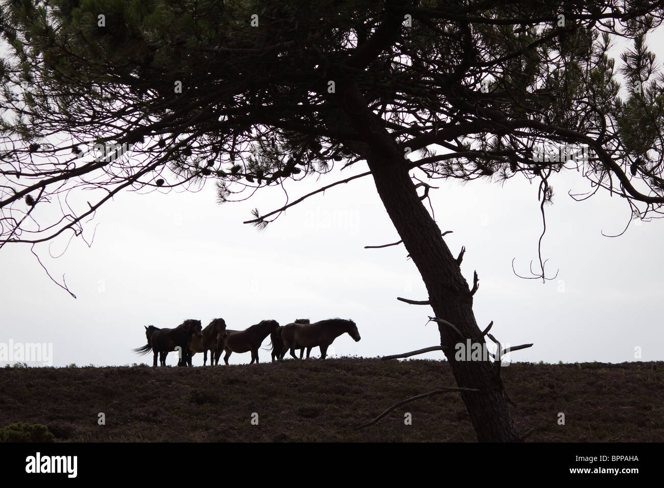 Exmoor ponies on the heath. Dorset, UK. Stock Photo