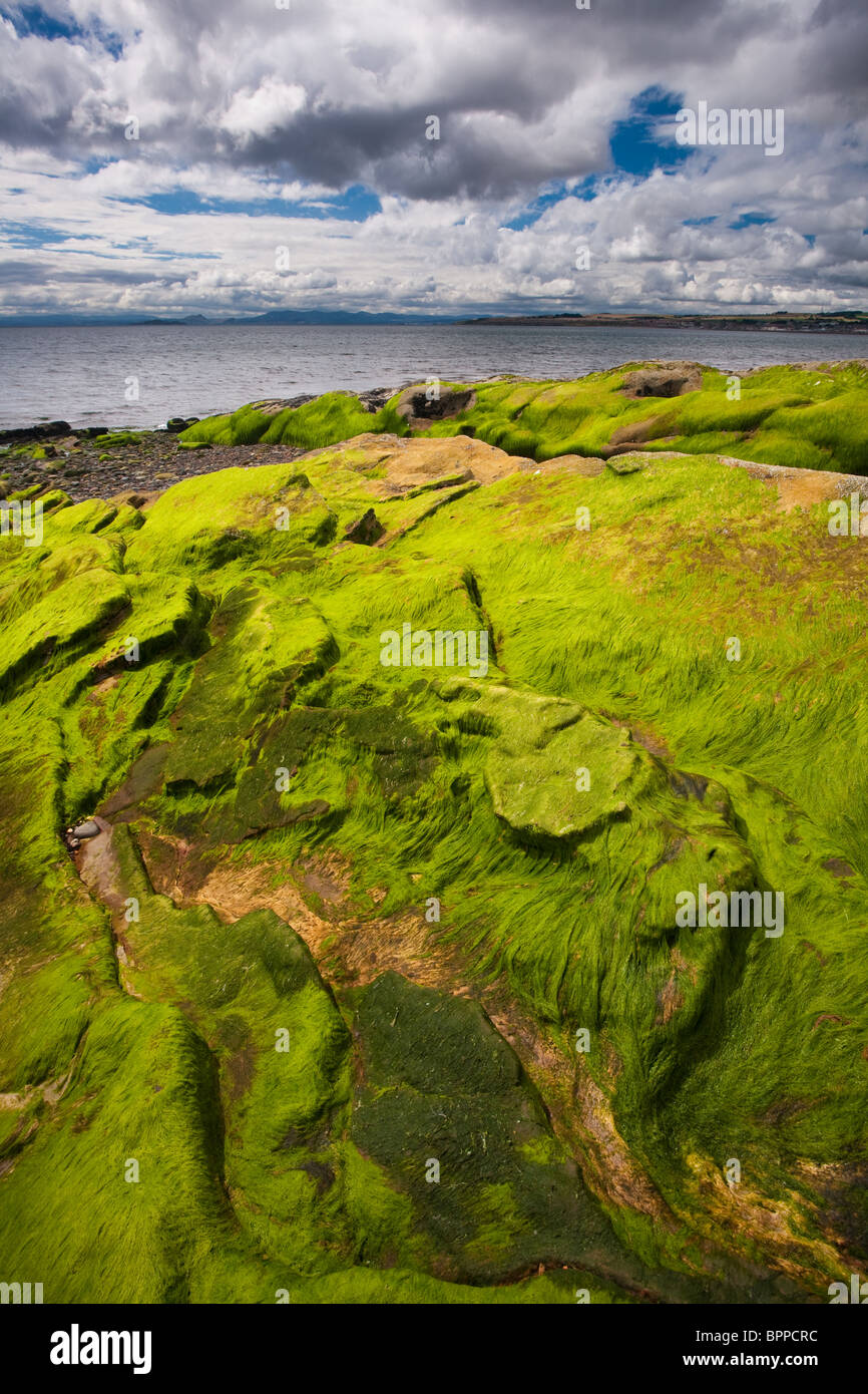 Exposed Rocks, seaweed and Moss at Low Tide on the Beach at Dysart, Fife, Scotland Stock Photo