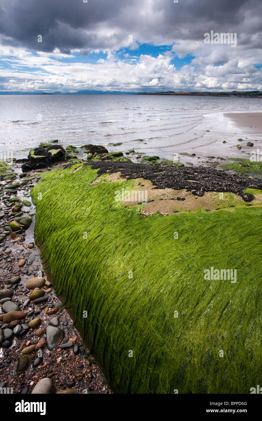 Exposed Rocks, seaweed and Moss at Low Tide on the Beach at Dysart, Fife, Scotland Stock Photo