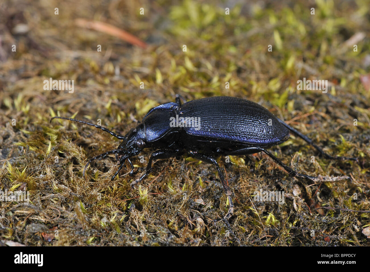 Carabid ground beetle (Carabus (Mesocarabus) problematicus) walking on the ground Stock Photo